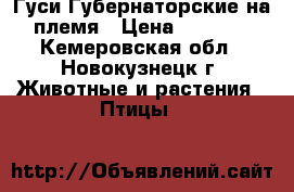 Гуси Губернаторские на племя › Цена ­ 1 500 - Кемеровская обл., Новокузнецк г. Животные и растения » Птицы   
